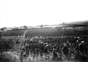 (Article) La propriété foncière dans le canton de Beaujeu de 1870 à 1900