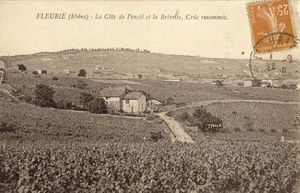 (Article) L'essor de la vigne dans le canton de Beaujeu au XIXème siècle