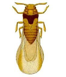 (Article) Le phylloxéra dans le canton de Beaujeu (1870-1900)