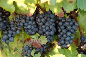 (Vidéo) Les vendanges en Beaujolais en 1960