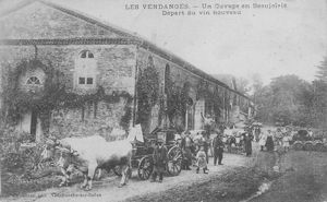 (Article) L'histoire du "Beaujolais nouveau"