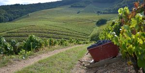 (Article) L'histoire du vigneronnage dans le Beaujolais