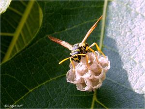 Les insectes des Dix Plaies d'Egypte