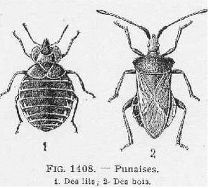 Que disait-on des insectes nuisibles au temps des Années Folles ?
