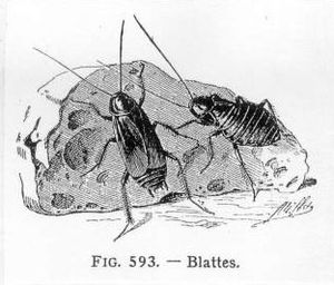 Que disait-on des insectes nuisibles au temps des Années Folles ?