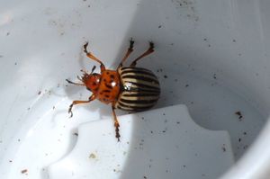Et si on parlait du doryphore ?