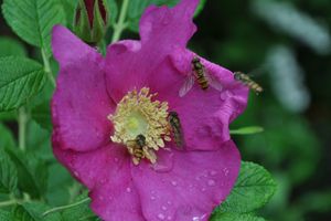 Rappel : le concours photo « Insectes de France » de L’Agrion de l’Oise