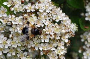 Rappel : le concours photo « Insectes de France » de L’Agrion de l’Oise