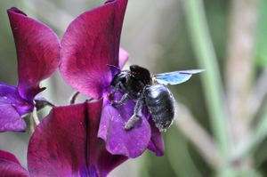 Rappel : le concours photo « Insectes de France » de L’Agrion de l’Oise