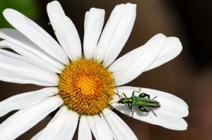 Rappel : le concours photo « Insectes de France » de L’Agrion de l’Oise