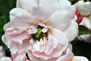 Rappel : le concours photo « Insectes de France » de L’Agrion de l’Oise