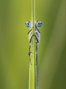 De la Théologie des Insectes : les cinq sens