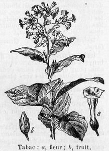 L'Agrion de l'Oise s'intéresse aux orchidées