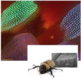 L'Agrion de l'Oise fait la fête aux insectes et à la Science