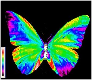L'Agrion de l'Oise fait la fête aux insectes et à la Science