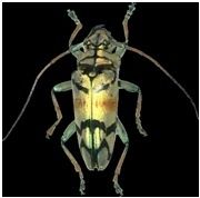 L'Agrion de l'Oise fait la fête aux insectes et à la Science