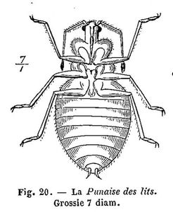 Punaise in "Les Insectes" Louis Figuier 1819