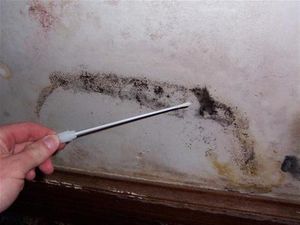 Points to consider When Finding Mold Removal Specialists