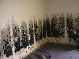 Selecting A Mold Elimination Service: Do not Do It Yourself
