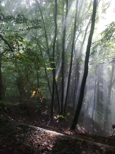 Les Ateliers de jeux en forêt