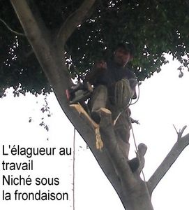 La mort d'un arbre ? Ou la promesse d'un renouveau ?