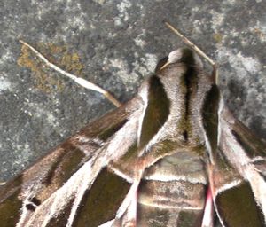 Zoom sur deux beaux insectes mexicains, la mante et le sphinx