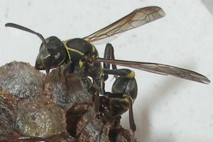 Biodiversité citadine : Fines guêpes à Cuernavaca : une colonie point trop envahissante