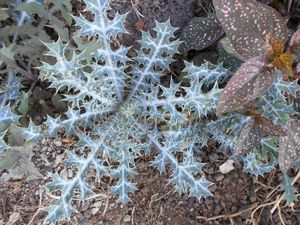Parfois succulentes mais pas forcément délicieuses : les plantes d'un rude bouquet pour la fin de l'année