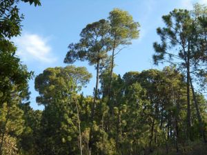 A VTT dans la forêt de pins mexicaine : que d'admirables panoramas