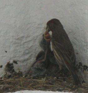 Roselins familiers : les bébés se portent bien