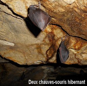 Balade souterraine dans le temps et dans un milieu naturel des chauves-souris