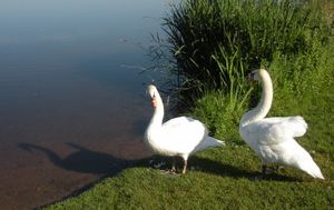 La noble aisance des cygnes de Buffon