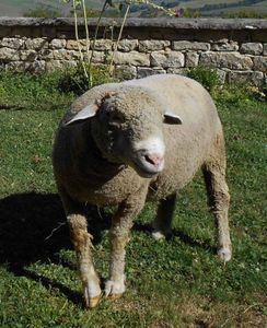 A Flavigny-sur-Ozerain : réhabiliter la race ovine par le truchement de Galatée la blanche brebis