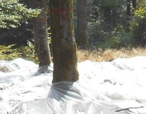 La récolte des semences en forêt de Saône-et-Loire