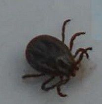 Il faut leur répondre du tique au tac : les tiques, dangereux acariens vecteur de Lyme