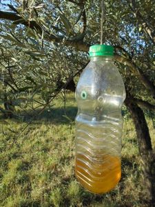 On n'attrape pas la mouche de l'olive avec du vinaigre, mais...