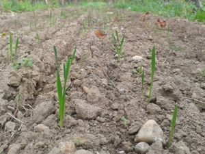 Des engrais verts pour fertiliser nos vignes