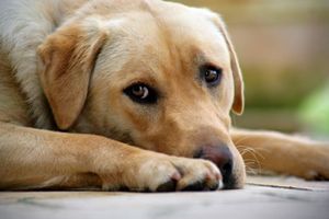 le chien le meilleur ami de l'homme