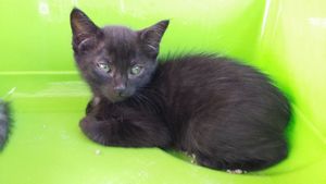 Jahleel, chaton femelle noire, à adopter -> adoptée