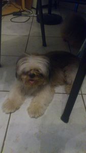 Mélia, chienne shih tzu 4 ans lof, à adopter -> adoptée