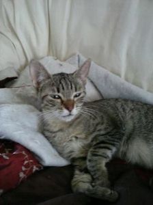 Lilou, chaton femelle tigrée, à l'adoption -> adoptée