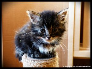 Nous sommes à 46% sur Actu Animaux ! Nous tenons le bon bout !