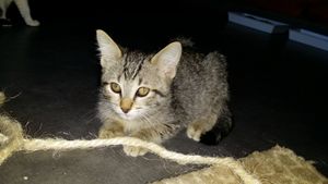 Juky, chaton mâle, à l'adoption -> adopté