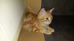 Jalabar, chaton mâle roux, à l'adoption -> adopté