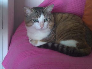 Hope, chat mâle accidenté, à l'adoption -> adopté