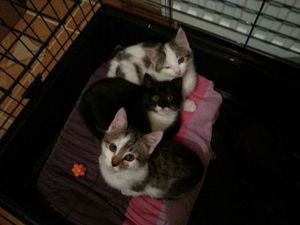 3 chatons découverts à côté des poubelles !