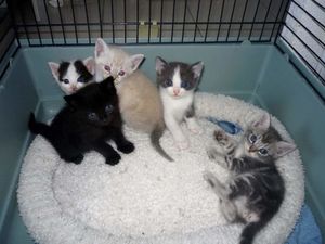 Chatons à l'adoption -> adoptés