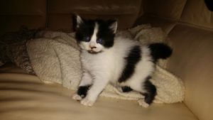 Lilou, chaton femelle, à l'adoption -> adoptée