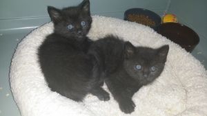 Kirikou & Kyria, 2 chatons noirs, à l'adoption -> Kyria adoptée