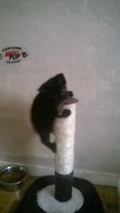 Des nouvelles de Laka adoptée samedi !